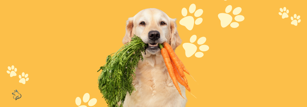 healthy food for pets, Feeding Schedule for Pets is essential for their health